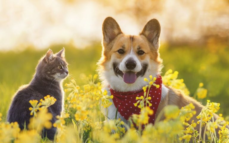 https://gpsmap.com.ar/wp-content/uploads/2022/04/1641378487_419887_1641378601_gigante_normal-770x480.jpg